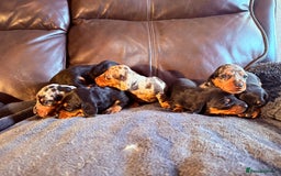 Dachshund dogs for sale: Beautiful standard dachshund puppies ❤️ - Image 3