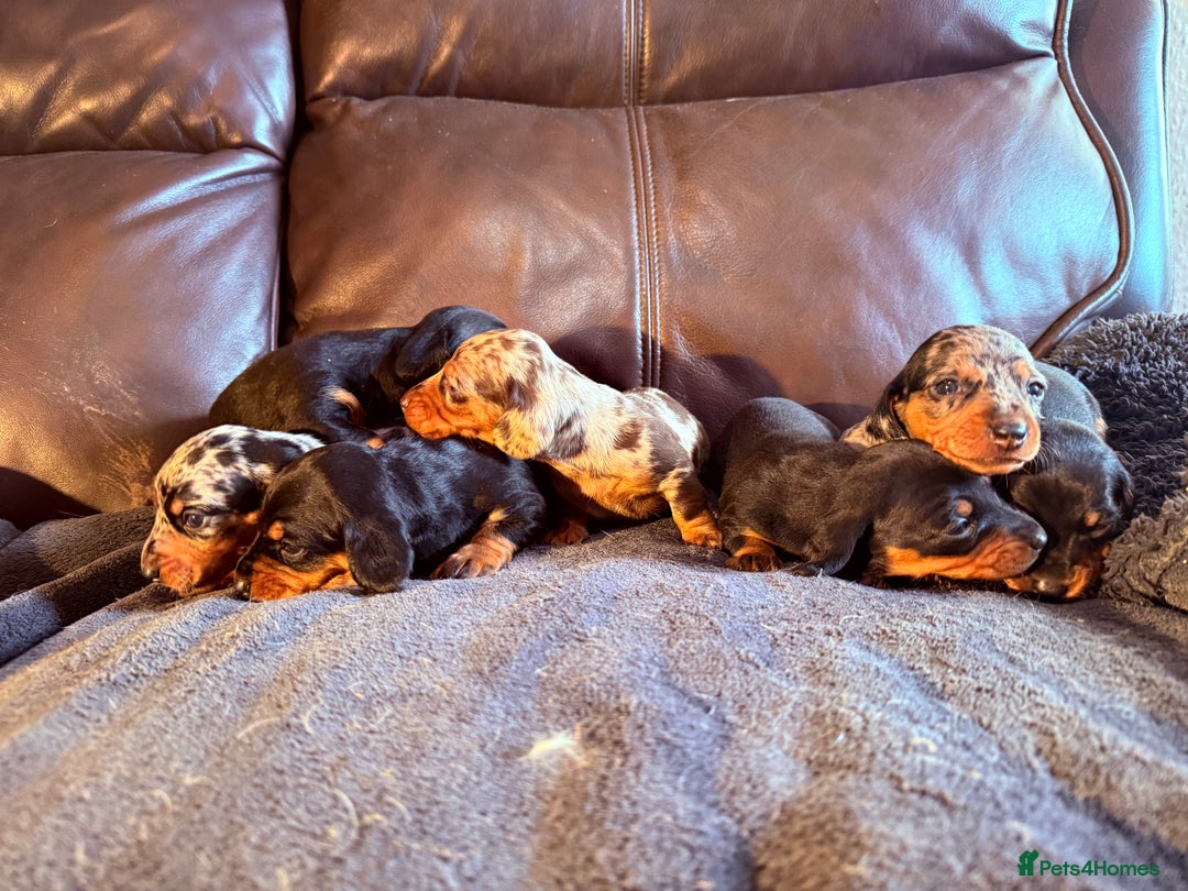 Dachshund dogs for sale: Beautiful standard dachshund puppies ❤️ - Image 3