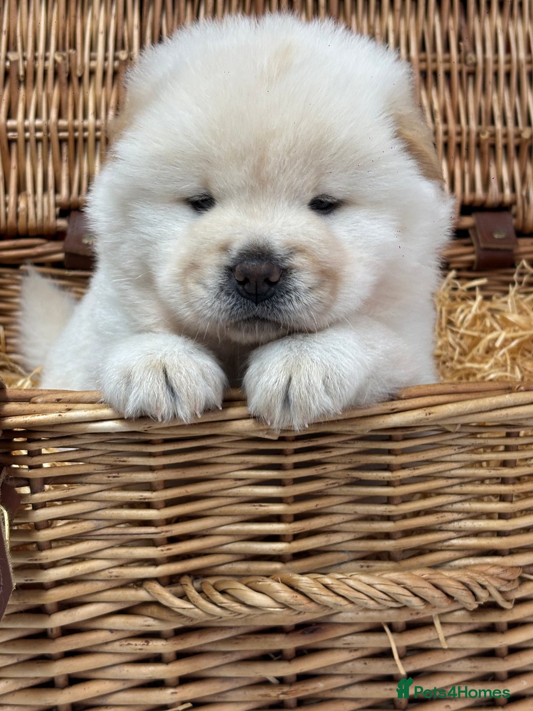 Chow Chow dogs for sale: 4 FEMALES POLAR WHITE CHOW CHOW  - Image 4
