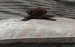 Jackapoo dogs for sale: Beautiful Jackapoos puppies - Advert 30