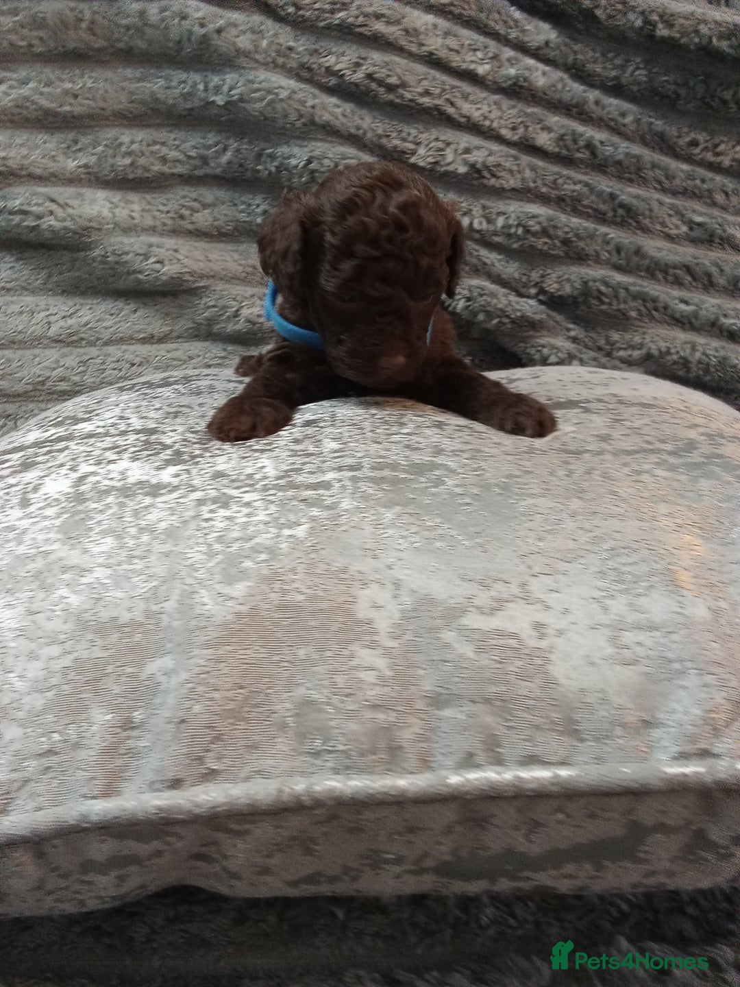 Jackapoo dogs for sale: Beautiful Jackapoos puppies - Advert 30