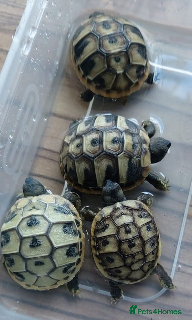 Hermann Tortoise reptiles Baby tortoises for sale, U.K bred. - Advert 14