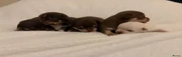Chihuahua dogs for sale: Apple head Chihuahua puppies for sale!! 🐕 - Advert 10