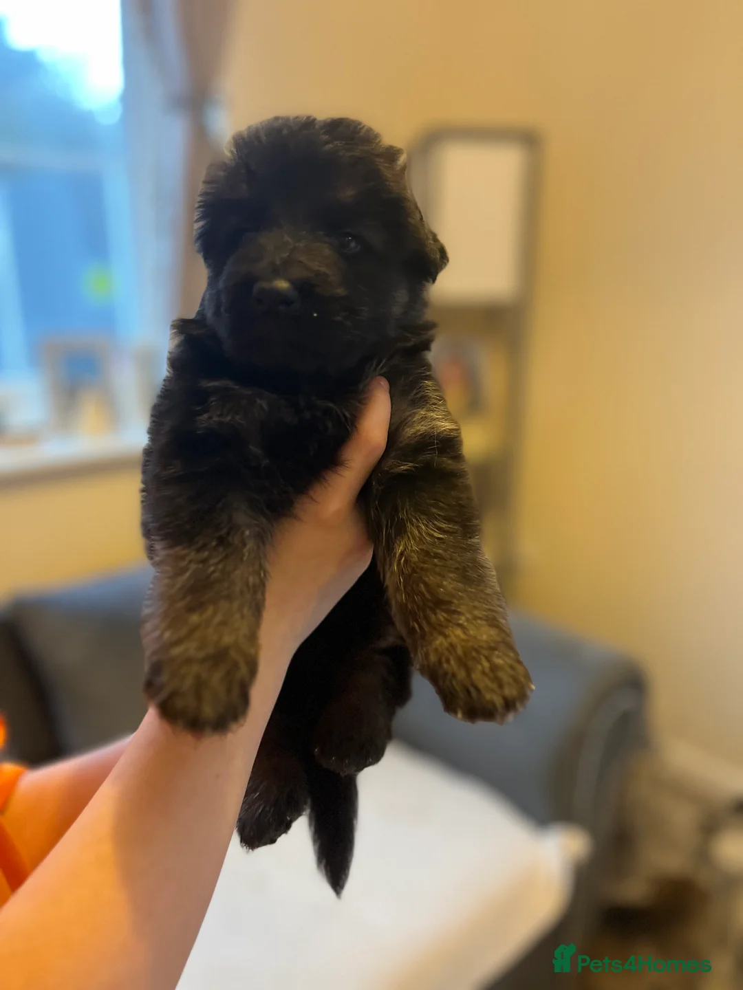 German Shepherd dogs for sale: German shepherd puppies  - Advert 13