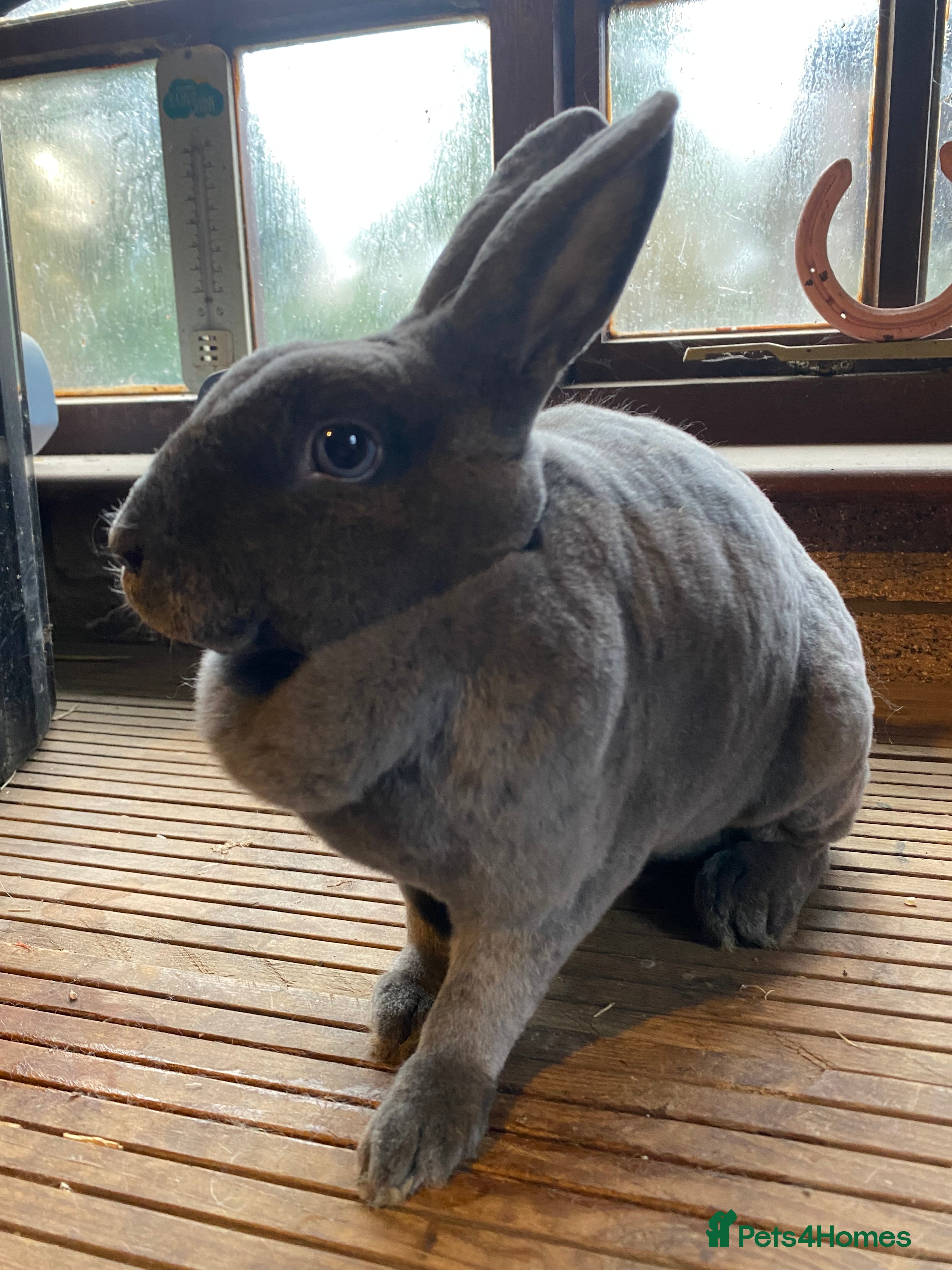 Rex rabbits Tricolour Mini Rex Buck + Vienna Blue Mini Rex Doe - Advert 1