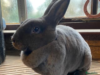 Rex rabbits Tricolour Mini Rex Buck + Vienna Blue Mini Rex Doe - Advert 6