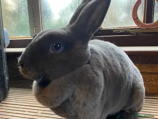 Rex rabbits Vienna Marked Blue Mini Rex Doe - Advert 15