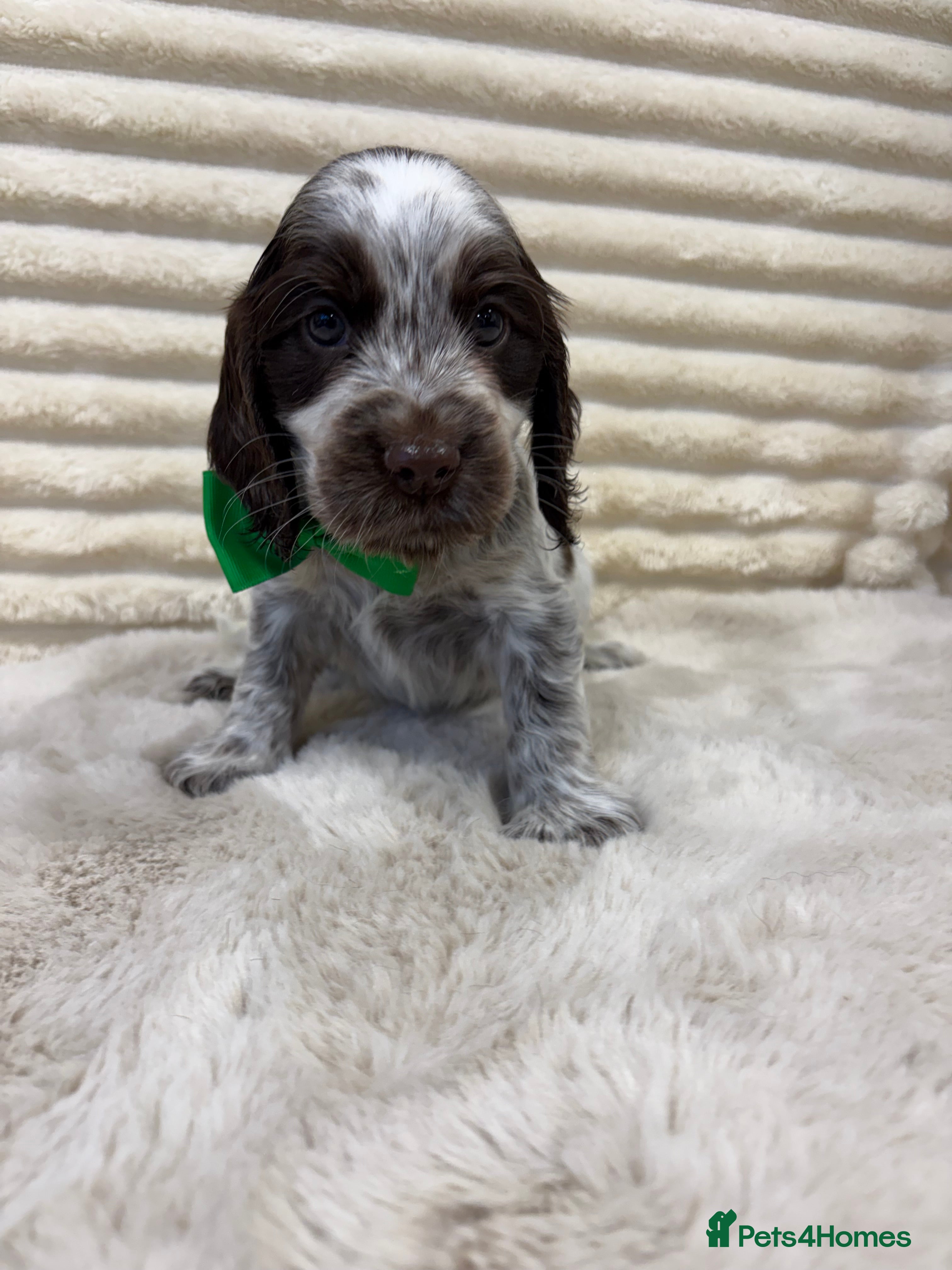 Cocker Spaniel dogs KC reg, health tested Show Cocker Spaniel pups - Advert 1