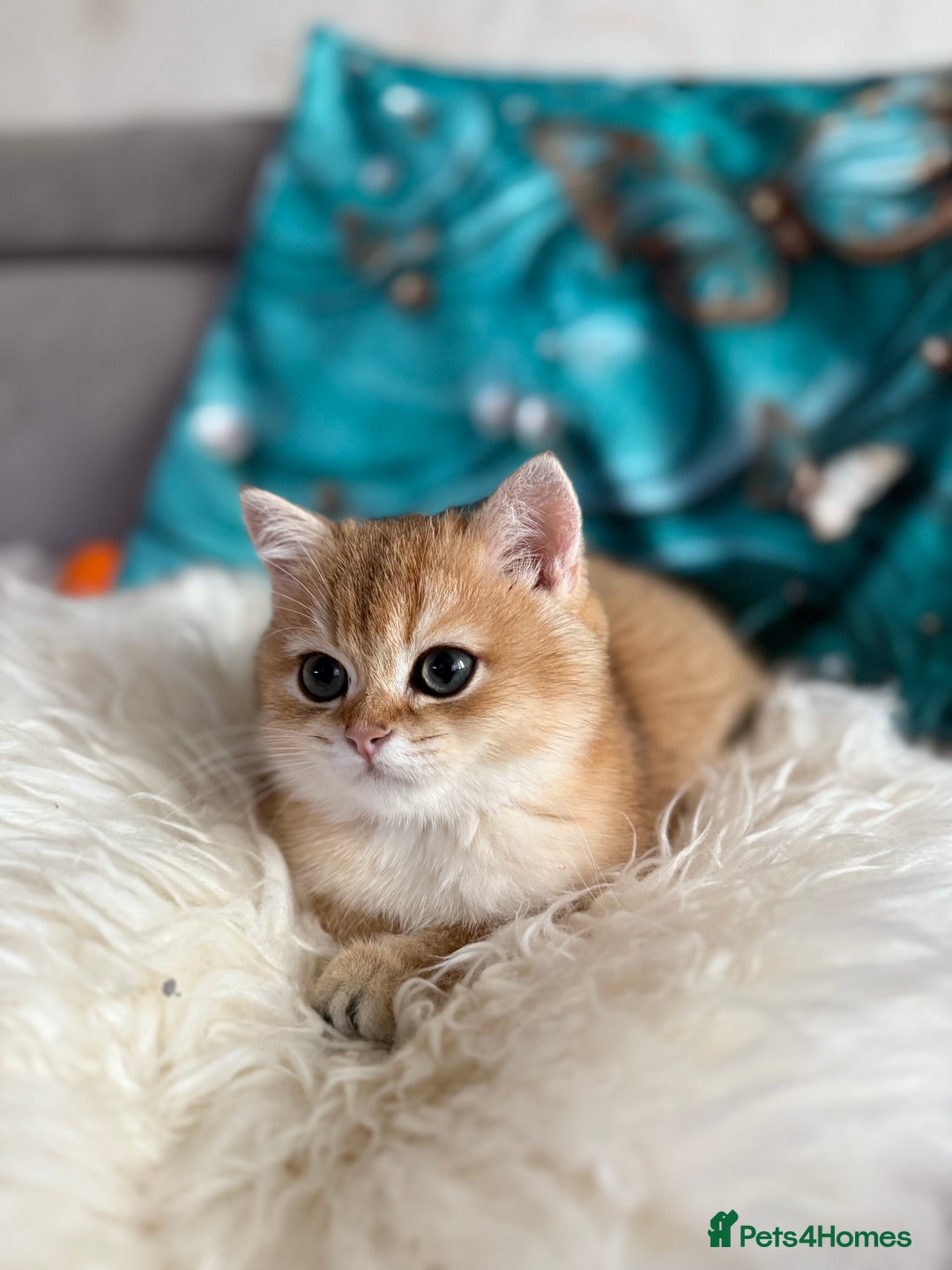 British Shorthair cats for sale: 🌟 Last two beautiful  Golden BSH girls 🌟 - Advert 3