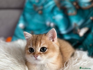 British Shorthair cats 🌟 Last two beautiful Golden BSH girls 🌟 - Advert 7