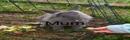 Mini Lion Lop rabbits for sale: 🩷🩵 Mini lion lops ready to leave 12th June 🩵🩷 - Advert 3