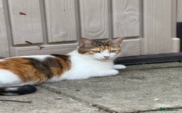 Domestic Shorthair cats for sale: Family-Raised Kittens, Friendly, Playful Ready Now - Image 21