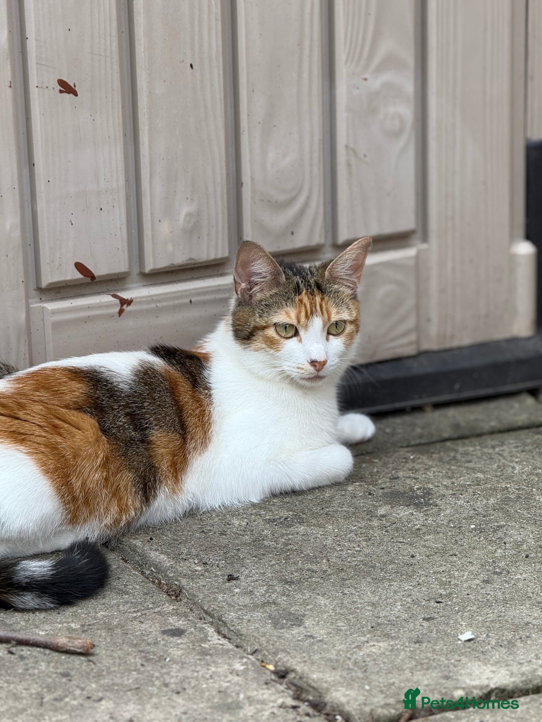 Domestic Shorthair cats for sale: Family-Raised Kittens, Friendly, Playful Ready Now - Image 21