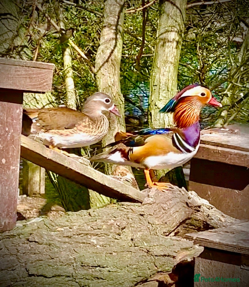 Softbills birds Hatching Duck Eggs - Ornamental - Advert 3