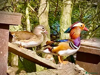 Softbills birds Hatching Duck Eggs - Ornamental - Advert 3