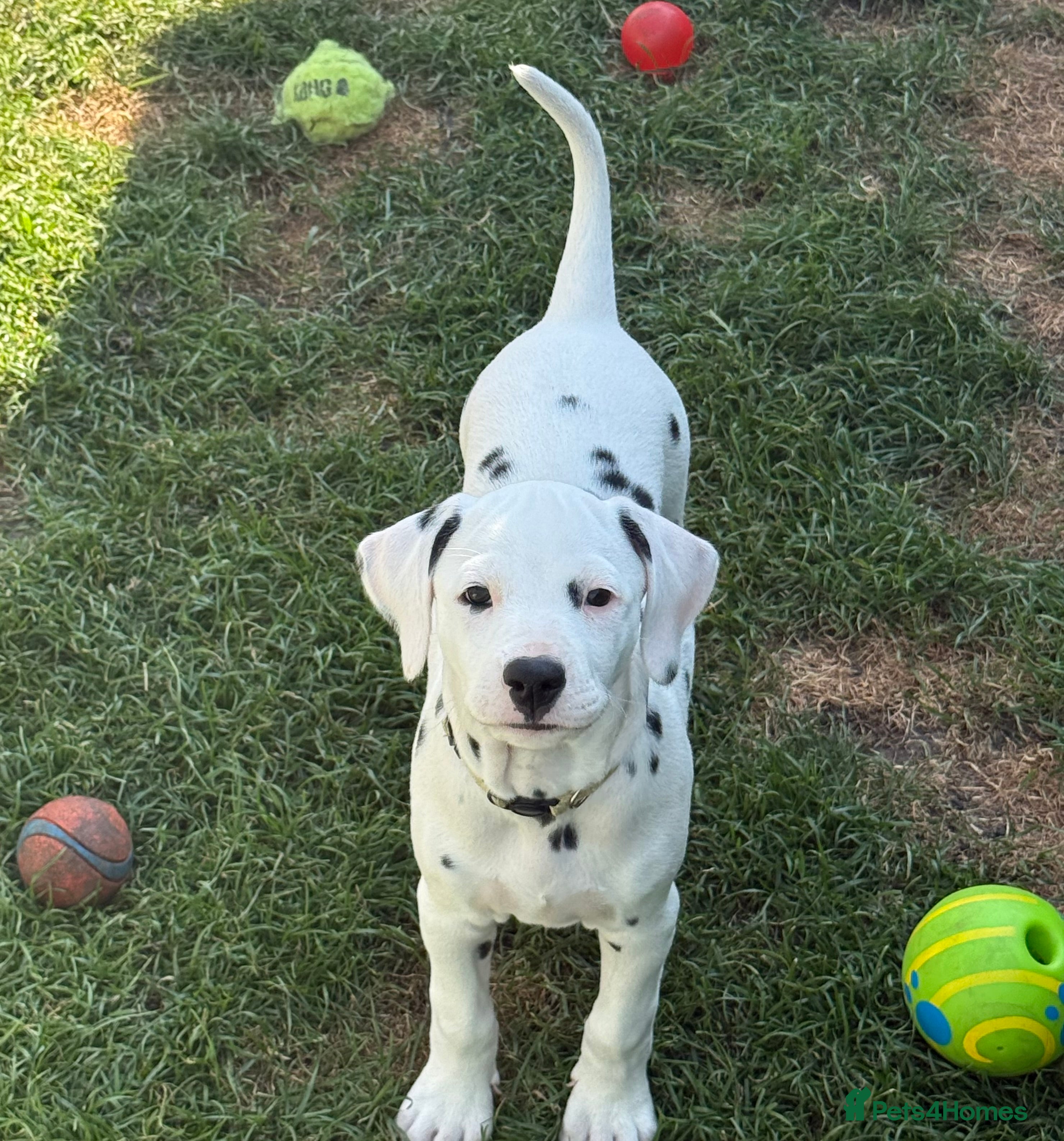 Dalmatian dogs 1 puppy left from.this litter  - Advert 2