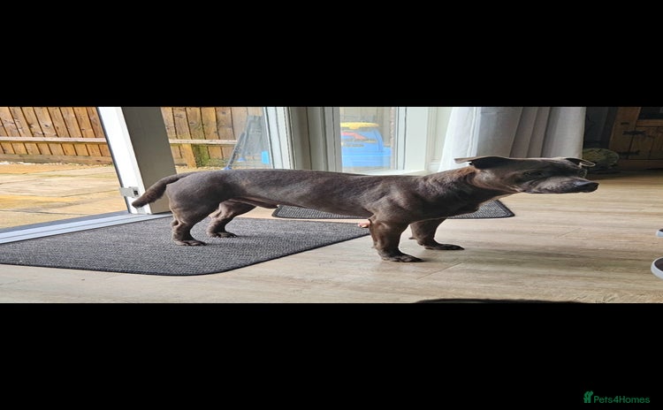 Staffordshire Bull Terrier dogs - Advert 2