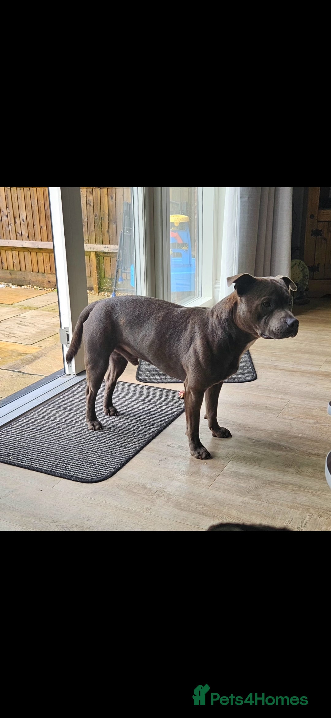 Staffordshire Bull Terrier dogs for stud: Blue staffie up for stud - Image 1