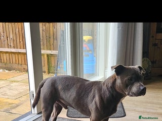 Staffordshire Bull Terrier dogs - Advert 28