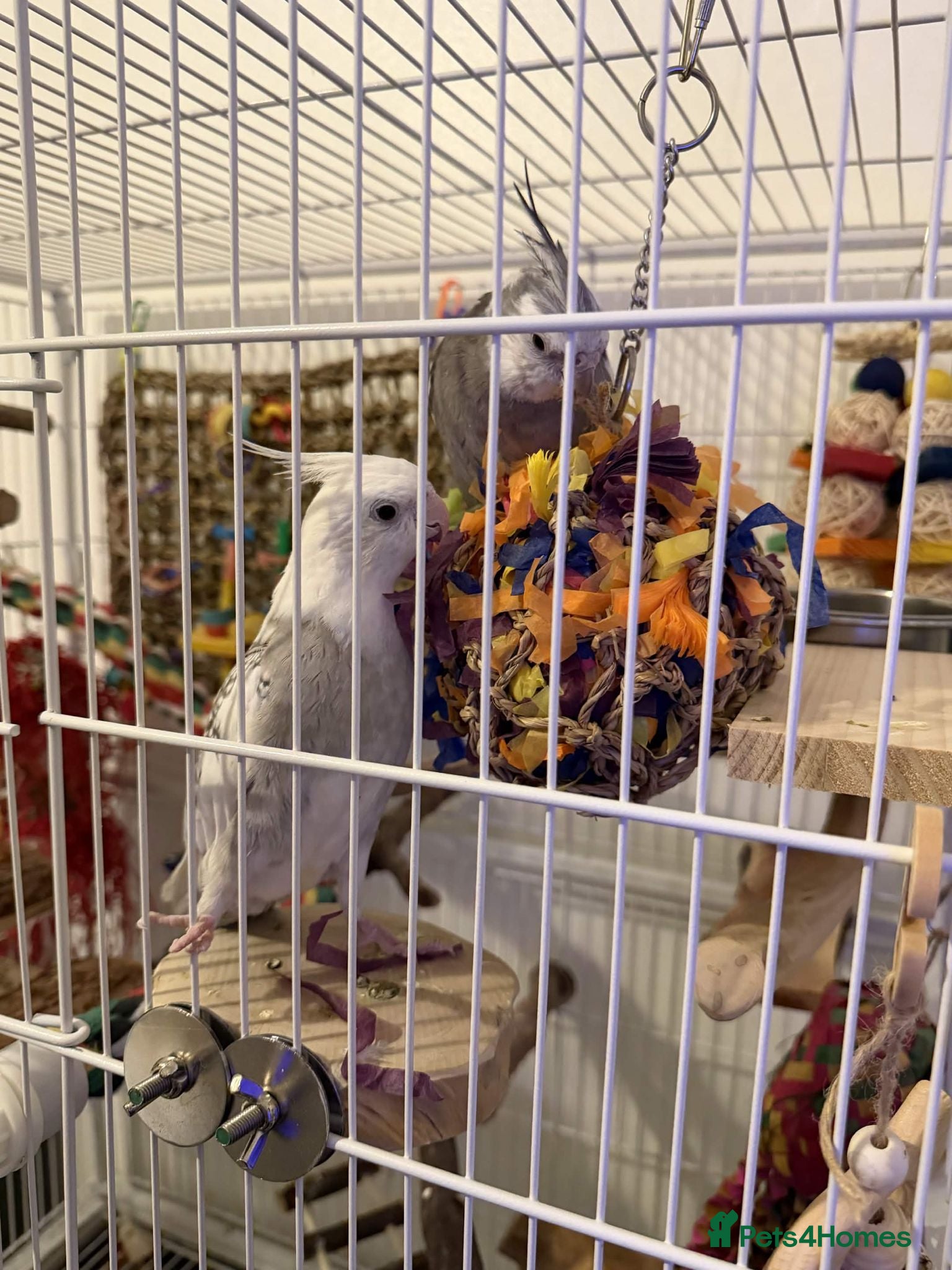 Cockatiels birds Selling two lovely sweet male cockatiels with cage - Advert 1