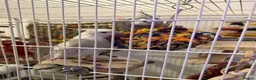 Cockatiels birds for sale: Selling two lovely sweet male cockatiels with cage - Advert 1