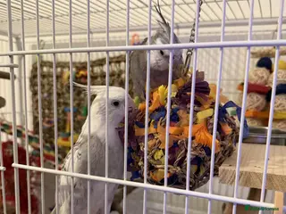 Cockatiels birds Selling two lovely sweet male cockatiels with cage - Advert 1
