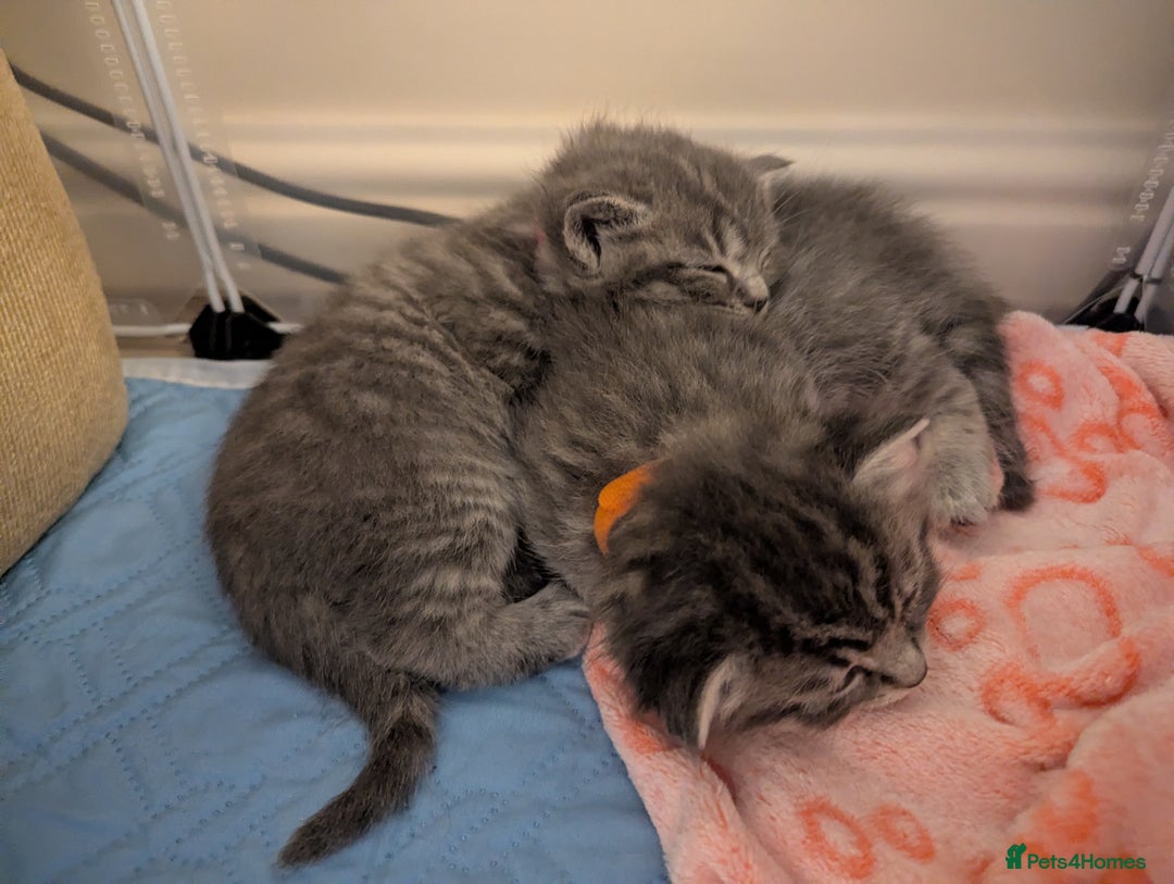 Mixed Breed cats for sale: Beautiful grey silver tabby kittens, ragdoll X Mum - Advert 12