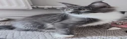 Maine Coon cats for sale: Licensed XXL Maine Coon kittens - Advert 13