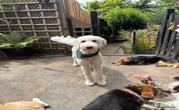 Goldendoodle dogs - Advert 1