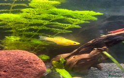 Mollies fish for sale: 3 female mollies  - Image 3