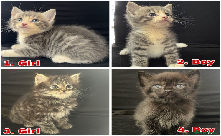 Mixed Breed cats - Advert 3
