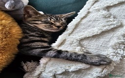 Domestic Shorthair cats for sale: Rehoming our beautiful Callie - Image 4