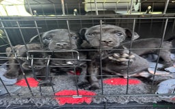 Patterdale Terrier dogs for sale: Pretty Patterdale Puppies  - Image 17