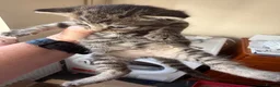 Mixed Breed cats for sale: Beautiful kittens for sale  - Advert 5