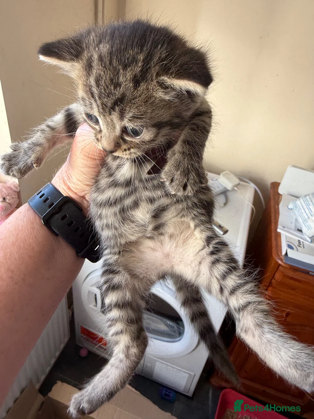 Mixed Breed cats for sale: Beautiful kittens for sale  - Advert 5