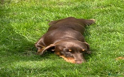 Miniature Dachshund dogs for stud: Miniature dachshund for stud - Advert 9