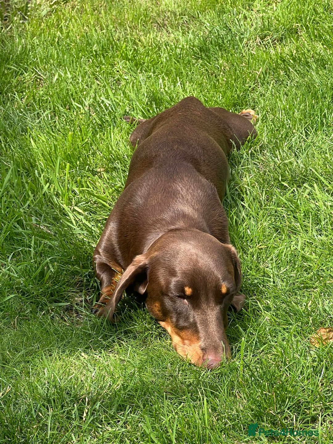 Miniature Dachshund dogs for stud: Miniature dachshund for stud - Advert 9