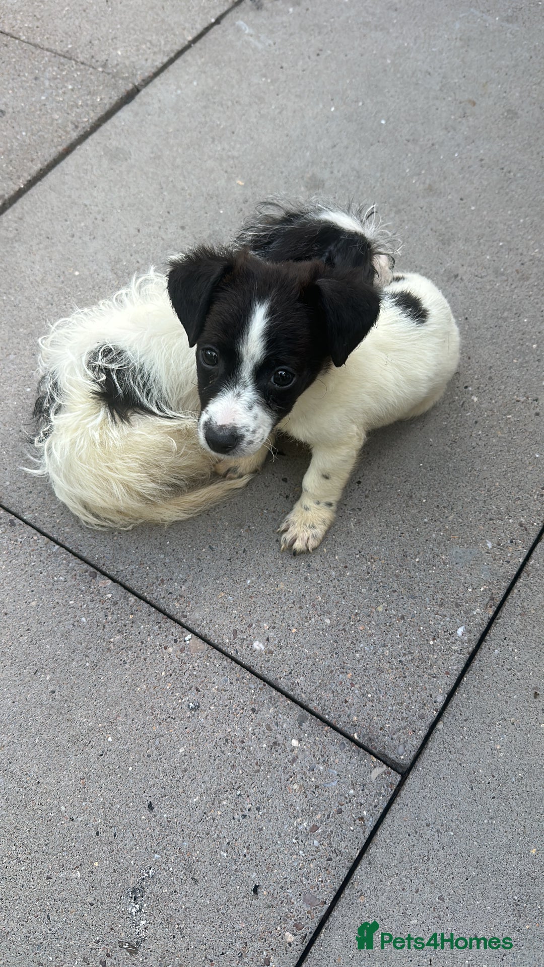 Jack Russell dogs for sale: Puppy for sale  - Image 4