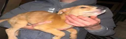 Lurcher dogs for sale: 7 week old lurcher puppies - Advert 9