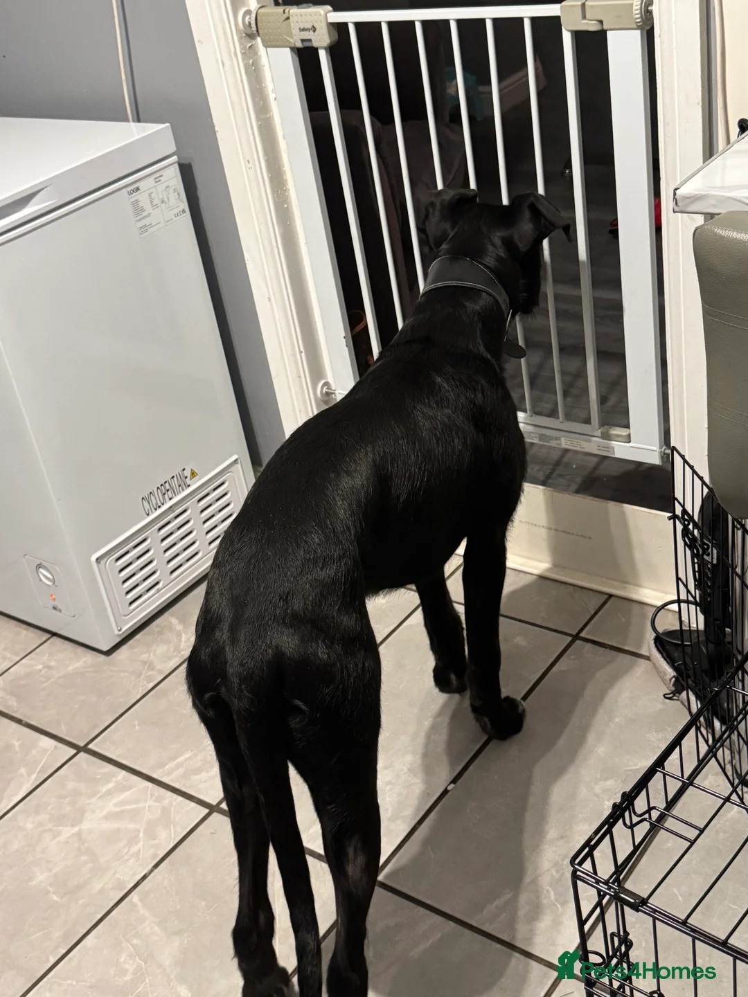 Mixed Breed dogs for sale: 8 month old deer greyhound cross bully greyhound  - Advert 5