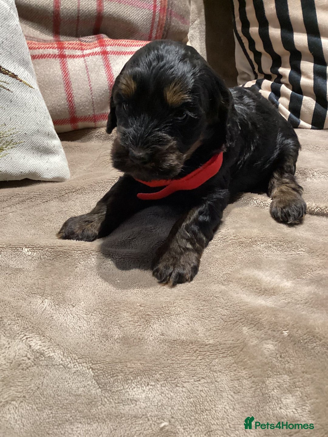 Cockapoo dogs for sale: Cockerpoo  - Advert 8