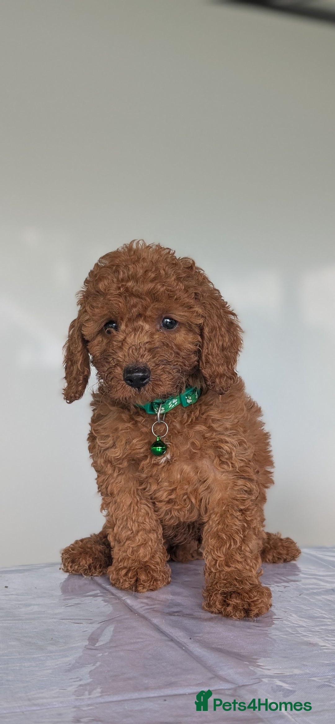 Miniature Poodle dogs for sale: Red miniature poodle puppies!! in Stafford - Image 6