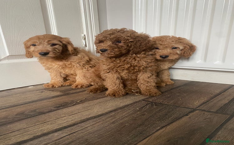 Cockapoo dogs - Advert 10