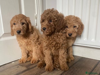 Cockapoo dogs - Advert 4