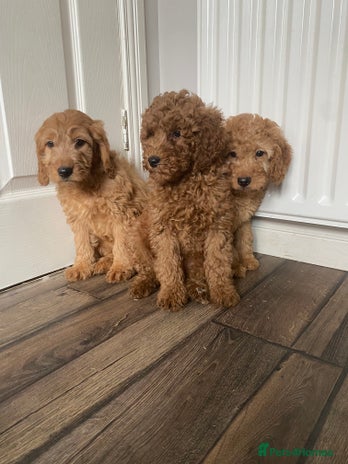 Cockapoo dogs - Advert 10