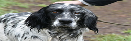 English Setter dogs for adoption: Rock  - Advert 24