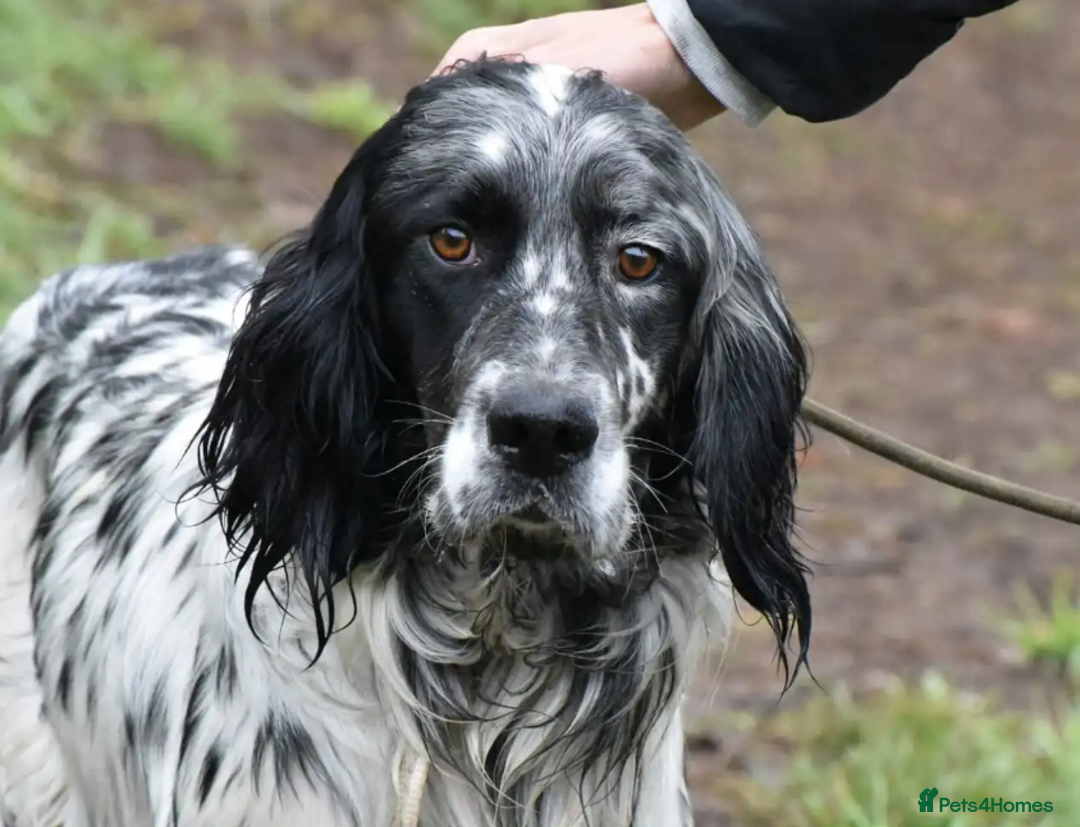 English Setter dogs for adoption: Rock  - Advert 24