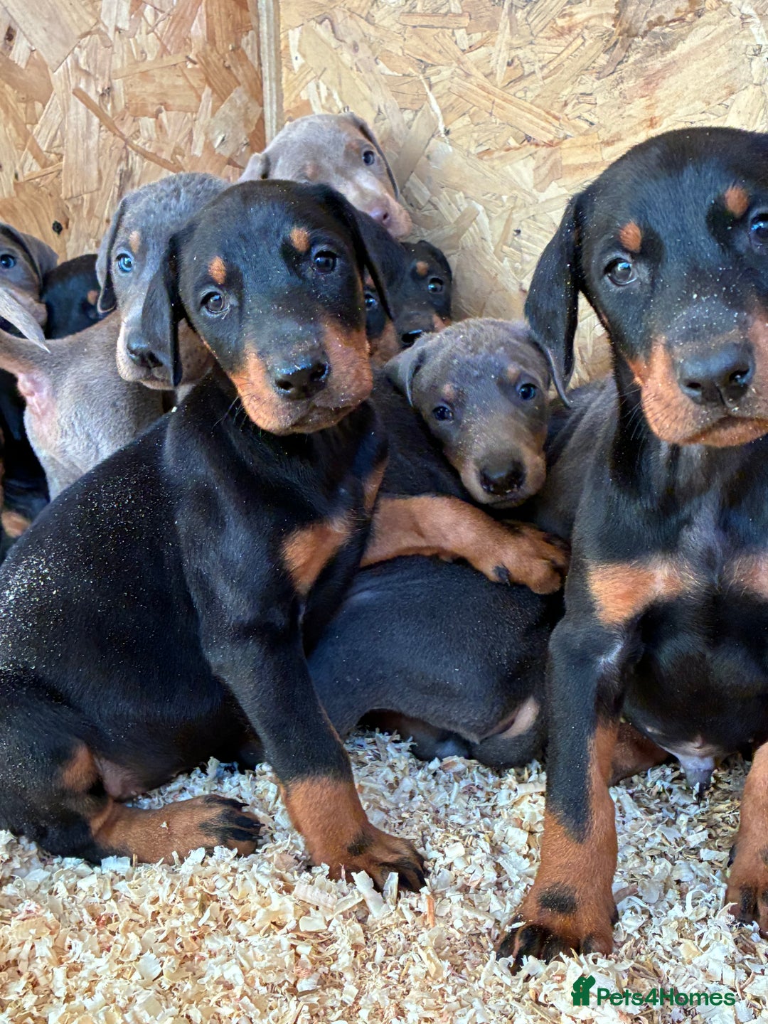 Dobermann dogs for sale: Beautiful puppy’s  - Image 11