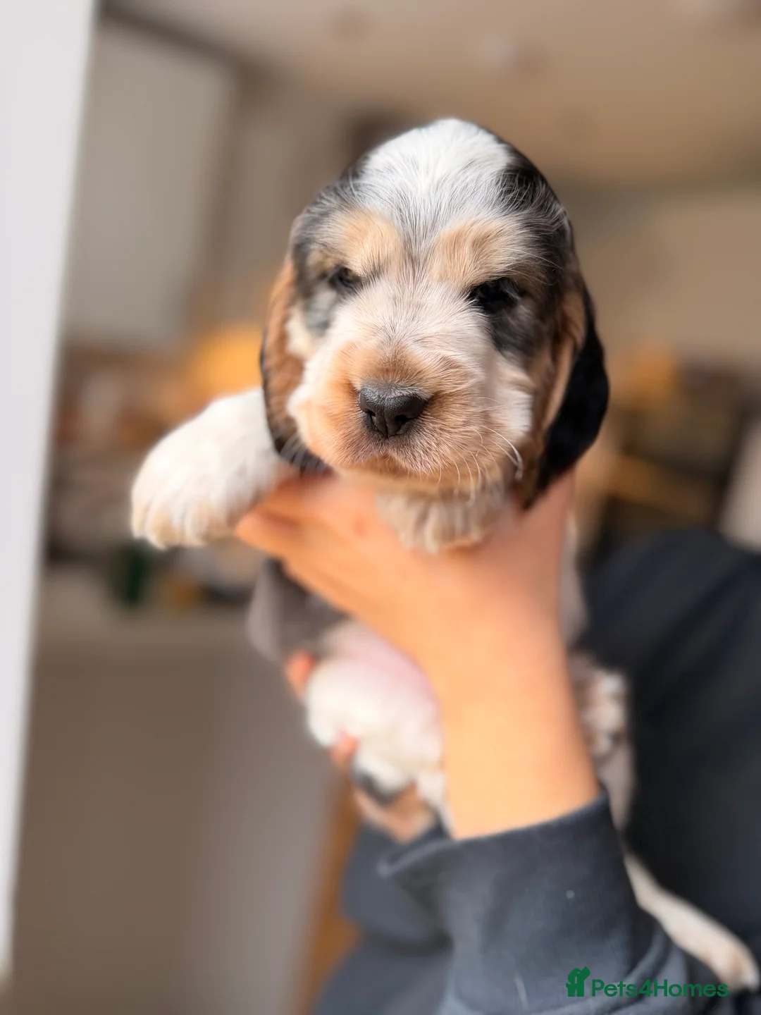 Cocker Spaniel dogs for sale: Adorable show cocker spaniel boys! Last Boy left - Advert 8