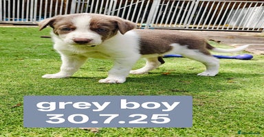 Border Collie dogs - Advert 4